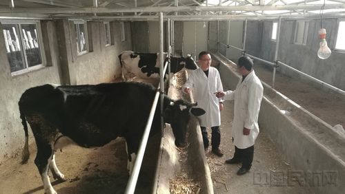 这一天,村民们拿到了集体经济项目--奶牛养殖场的首次分红.