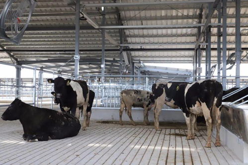 牛 真牛 首批3000头新西兰优质奶牛进驻田柳镇优然牧业养殖场