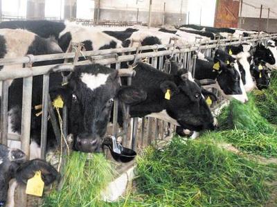 【湖南奶牛好饲养吗-山西奶牛养殖场出售】价格,厂家,牛-搜了网