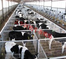 【黑白花奶牛多少钱一头 奶牛价格】价格,厂家,图片,畜,山西云中河奶牛肉牛养殖场