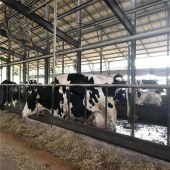 养殖成本利润分析黑白花奶牛奶牛犊价格奶牛养殖场