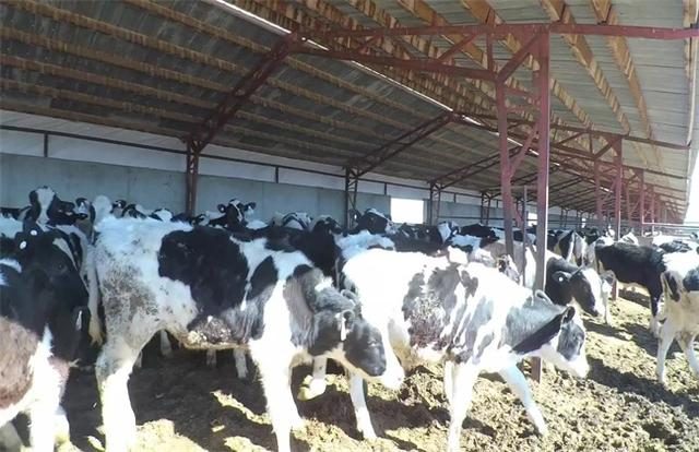 提高奶牛养殖的经济效益