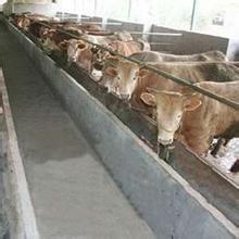 【明光夏洛莱牛品种好吗-山西奶牛养殖场出售】价格,厂家,牛-搜了网